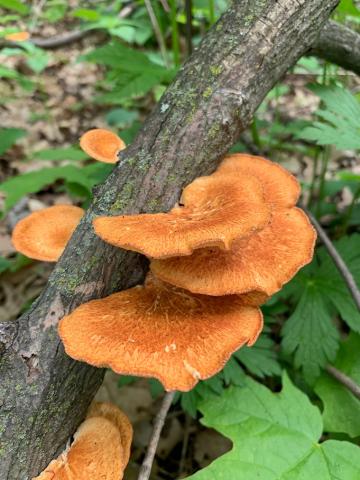 mushroom