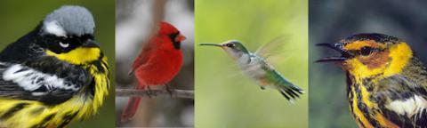 birds