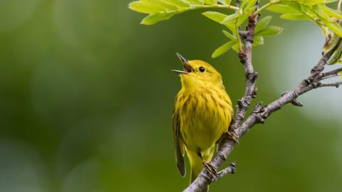 Songbird singing
