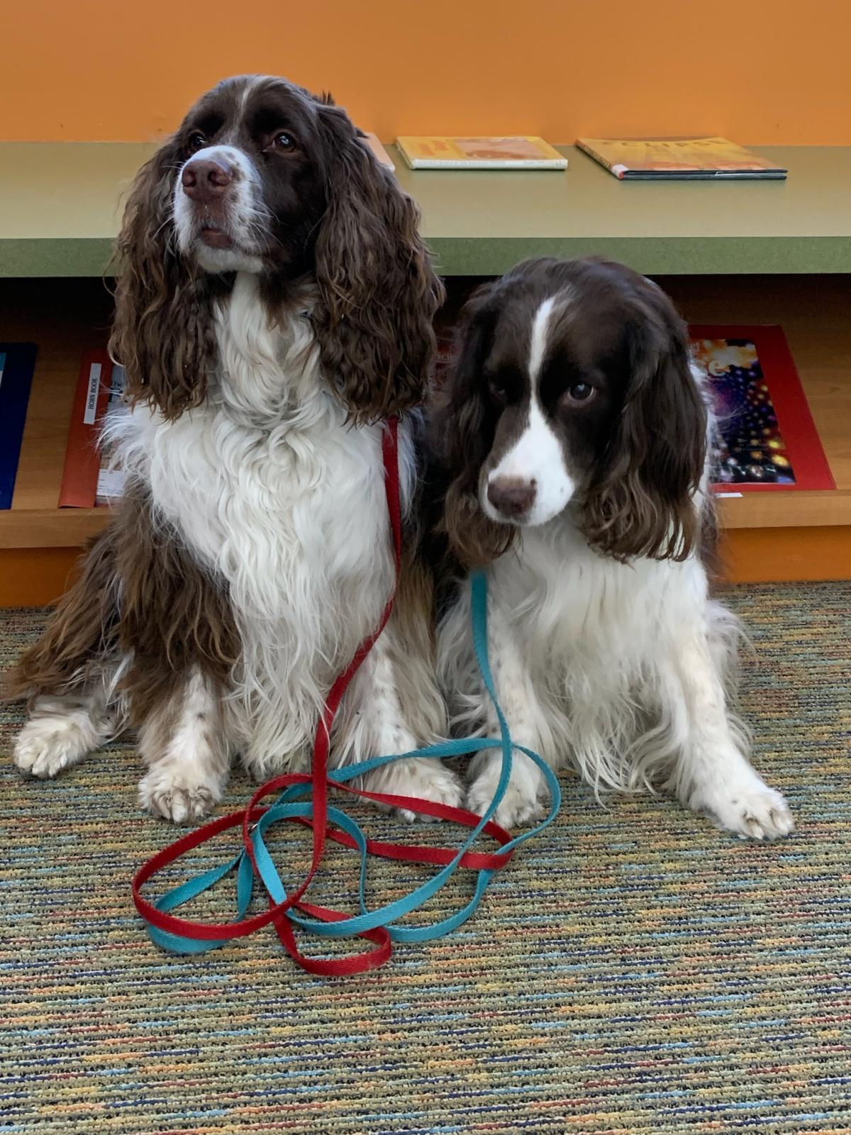 Therapy dogs Clover and Corky are Springer Spaniels.